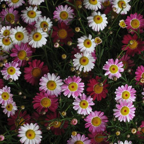 Argyranthenum - Vivai serafini - fiori