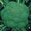 Cavolo Broccolo MARATHON 85GG