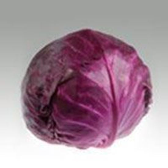 Cavolo Cappuccio Rosso ROKIE 
