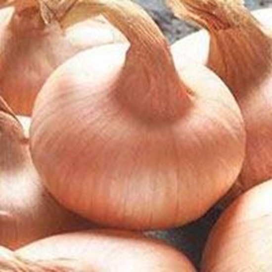 Cipolla bionda piatta PRECOCE DI ROMAGNA