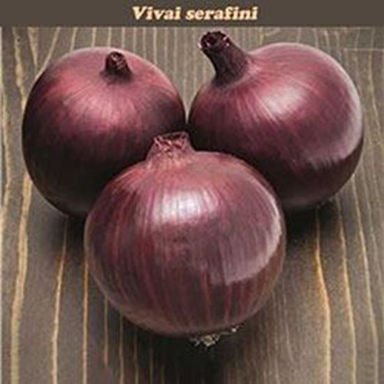Cipolla rossa FOCUS