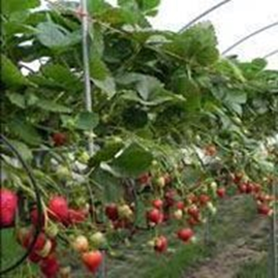 Fragola rifiorente VIVARA