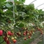 Fragola rifiorente VIVARA