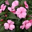 Impatiens Nuova Guinea