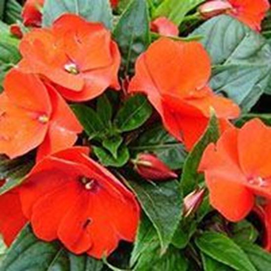 Impatiens Nuova Guinea Arancio