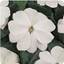 Impatiens Nuova Guinea Bianca