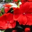 Impatiens Nuova Guinea Rossa