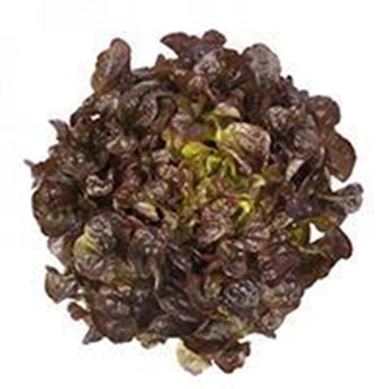 Lattuga foglia di quercia rossa RIBAÏ