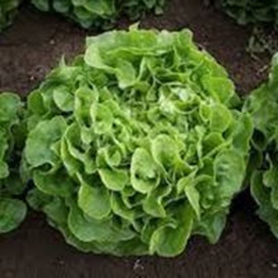 Lattuga Foglia di Quercia Verde PANISSE