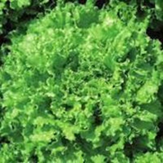 Lattuga Gentilina Verde GIANINA