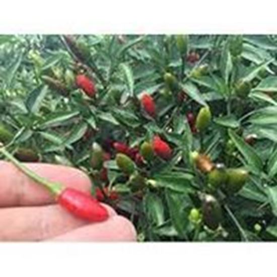 Peperoncino Piccante Lungo DIAVOLICCHIO