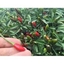 Peperoncino Piccante Lungo DIAVOLICCHIO
