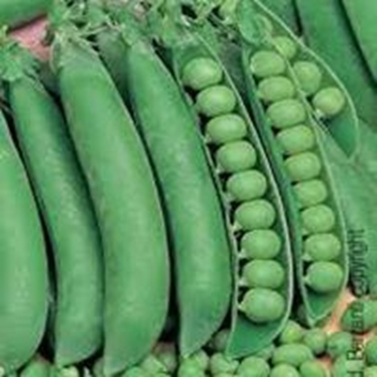 Pisello mezza rama RONDO