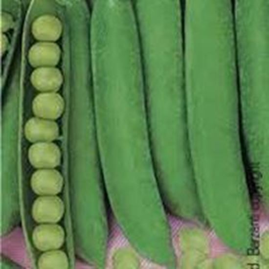 Pisello mezza rama UTRILLO