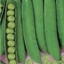Pisello mezza rama UTRILLO