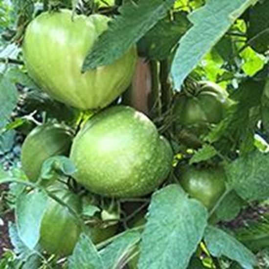 Pomodoro Cuore di Bue CUPIDISSIMO