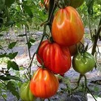 Pomodoro Cuore di Bue tipo Albenga PUNENTE