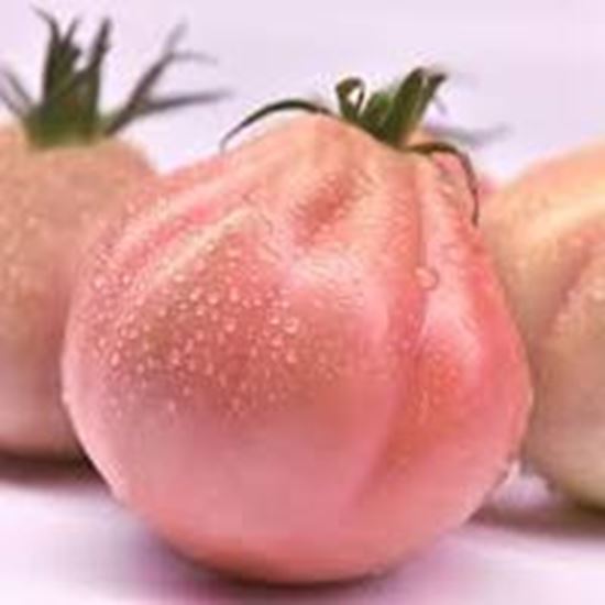 Pomodoro Cuore di Bue tipo Albenga rosa