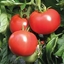 Pomodoro tondo liscio AMERIGO
