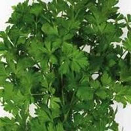 Prezzemolo GIGANTE D'ITALIA