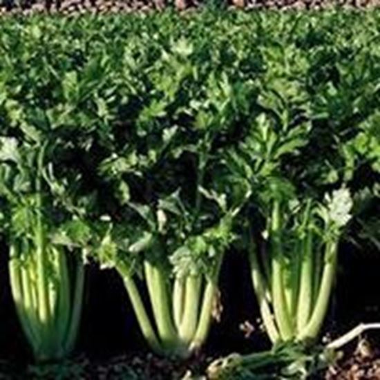 Sedano verde DARKLET