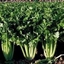 Sedano verde DARKLET