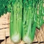 Sedano verde MHAGNO