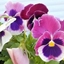 Viola del pensiero Superba