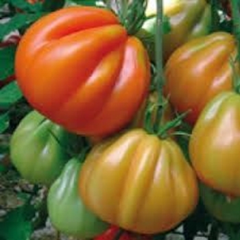 Immagine di Pomodoro Cuore di Bue tipo Albenga GIGAWAK