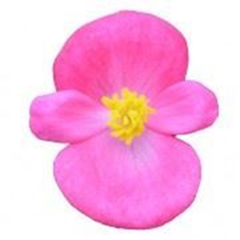 Immagine di Begonietta Rosa DIVINA