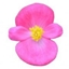 Immagine di Begonietta Rosa DIVINA