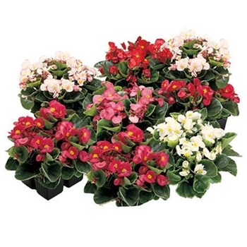 Begonia Bianca