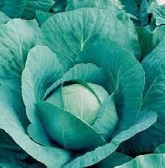 Immagine di Cavolo cappuccio verde (85-100GG) QUISOR