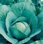 Immagine di Cavolo cappuccio verde (85-100GG) QUISOR