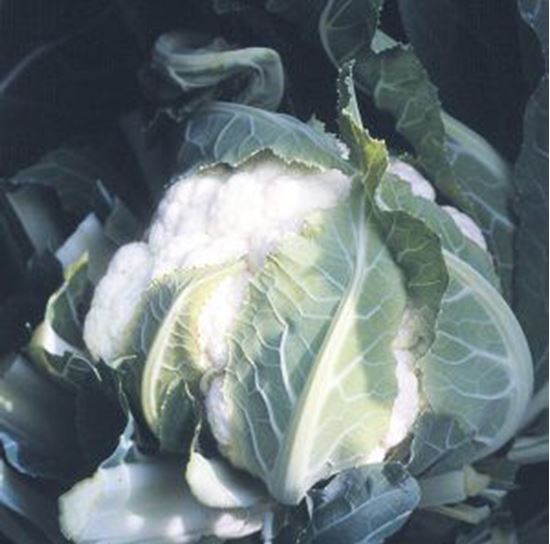 Immagine di Cavolfiore WHITE FLASH 65GG