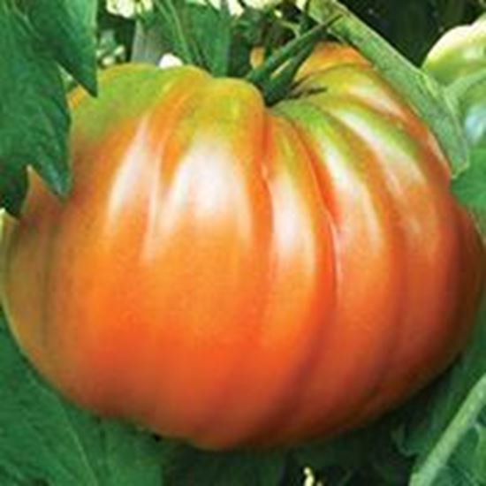 Pomodoro Cuore di Bue tipo Abruzzo PERESISTO