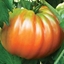 Pomodoro Cuore di Bue tipo Abruzzo PERESISTO