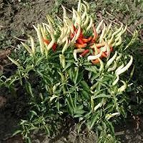 Peperoncino ANDINO