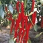 Peperoncino Piccante Lungo CAYENNA