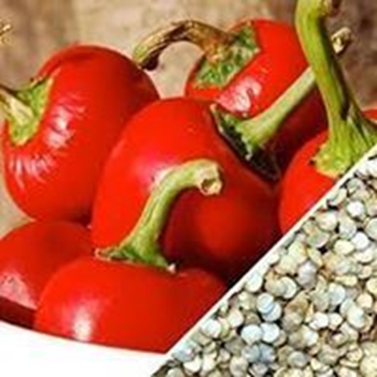 Peperoncino Piccante Rotondo HOT SMALL CHERRY
