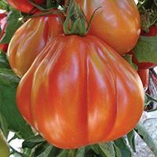 Pomodoro Cuore di Bue tipo Albenga CUORESISTO