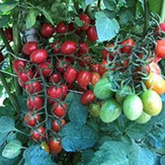 Pomodoro datterino DASHER