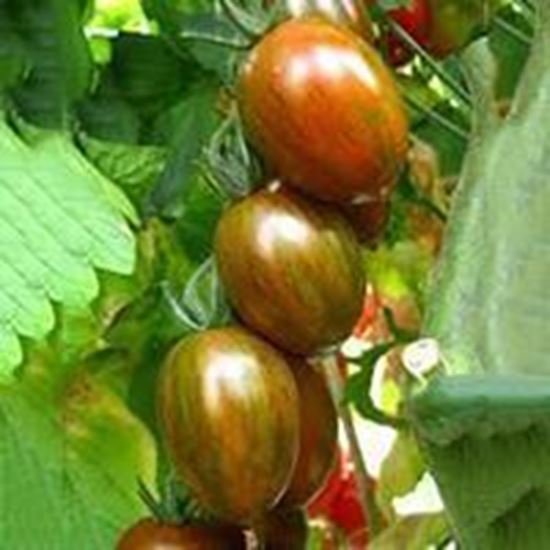 Pomodoro datterino striato CRISPINO PLUM