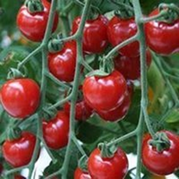 Pomodoro tipo fragolino GARDENBERRY