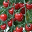 Pomodoro tipo fragolino GARDENBERRY