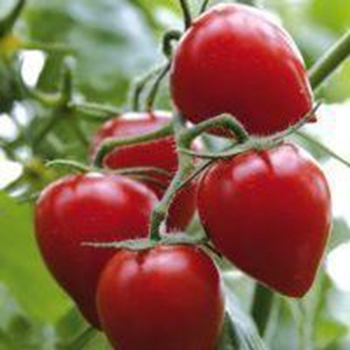 Pomodoro tipo fragolino GARDENBERRY