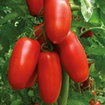 Pomodoro tipo San Marzano PORTENTO