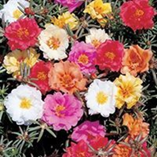 Portulaca SPRITZ Mix
