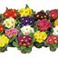 Primula EBLO