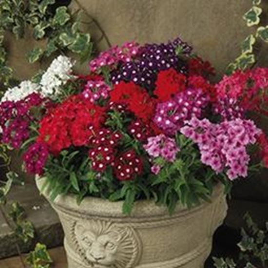 Verbena Country